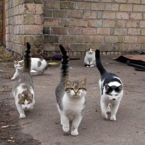 Alley Cats